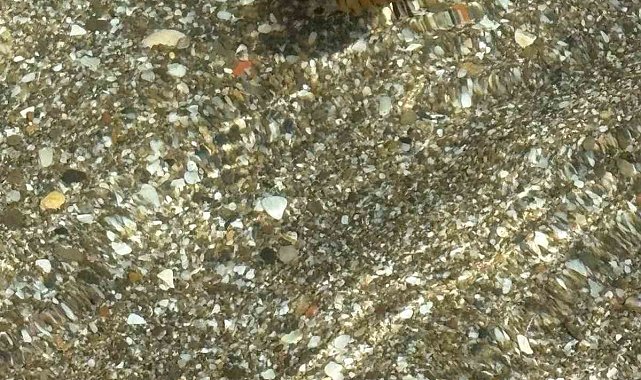 Tekirdağ sahilinde kahverengi pusula denizanaları görüldü