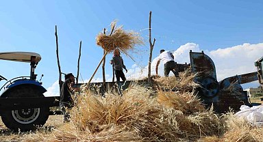 Tercan'da hububat tarlalarında hasat başladı