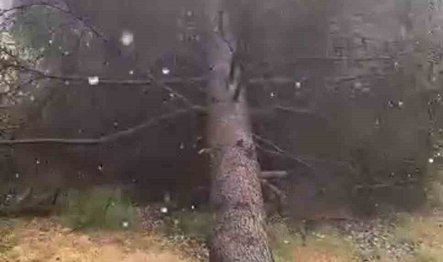 Tokat'ta fırtınada ağaçlar devrildi