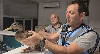 Trafiği durdurup ördeği kurtardılar