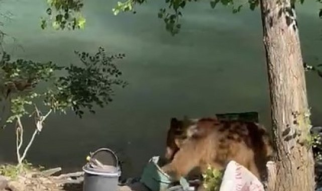 Tunceli'de bozayı piknikçilerin sofrasına misafir oldu