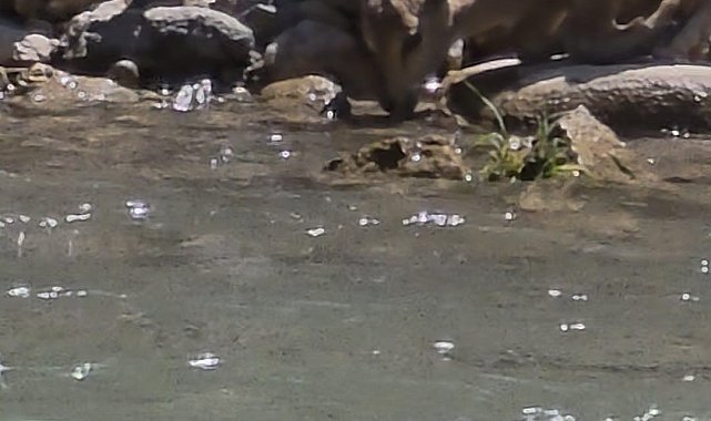 Tunceli'de koruma altındaki dağ keçileri görüntülendi