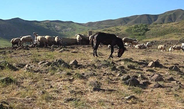 Tunceli'de üreticiler hayvan başına yaklaşık 30 TL ödeyerek yaylalardan faydalanabiliyor