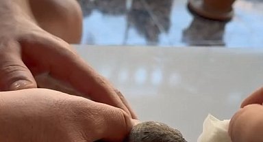 Vatandaşlar sıcaktan bitkin düşen ebabil kuşuna su verdi
