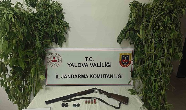Yalova'da serada uyuşturucu operasyonu: 2 gözaltı