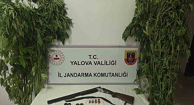Yalova'da serada uyuşturucu operasyonu: 2 gözaltı