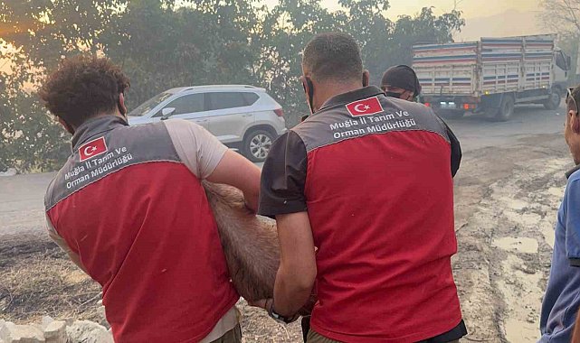 Yangın bölgesindeki hayvanlar güvenli alanlara tahliye edildi