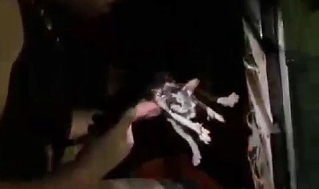Yangında mahsur kalan kedi itfaiye ekiplerince kurtarıldı