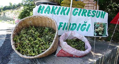Yeni sezonun ilk fındığı tezgahlarda: Yeşil kabuklu fındığın kilosu 200 TL