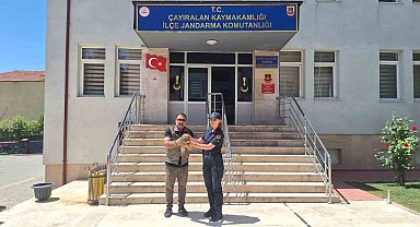 Yozgat'ta yaralı şahin tedavi altına alındı