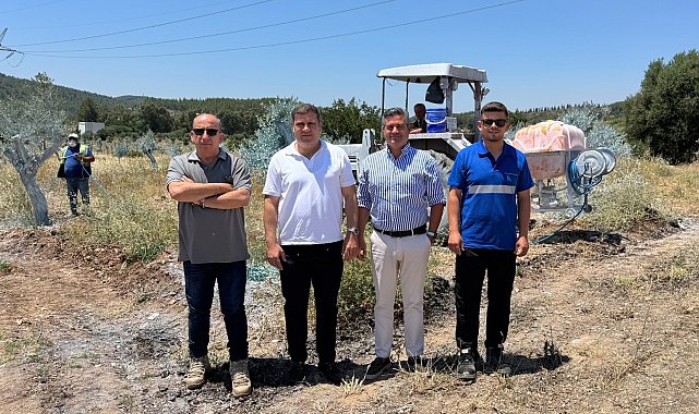 Zeytinler büyüyor, Milas kazanıyor