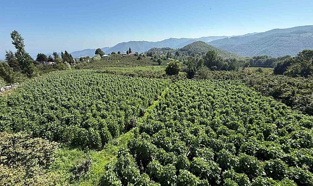 15 bin sırıkta Nebiyan fasulyesi bereketi: Hasada 15 gün kaldı