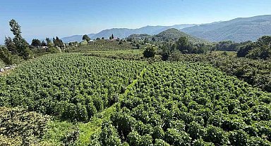 15 bin sırıkta Nebiyan fasulyesi bereketi: Hasada 15 gün kaldı