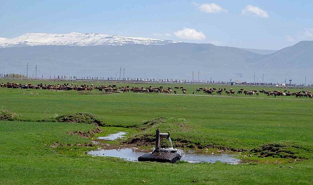 1933'te Danimarka gözünü Erzurum ve Kars'a çevirdi: Hedefleri süt üretimi yapmaktı