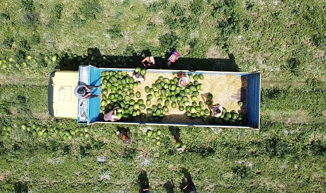 34 derece sıcakta karpuz hasadı: Yoğun mesai dron kamerasına yansıdı