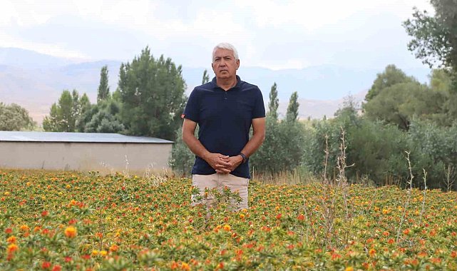 35 yıl kamuda çalıştı, emekli olunca aspir ekimine başladı