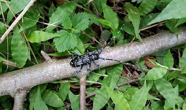 'Drakula' böceği Karadeniz'de yayılıyor