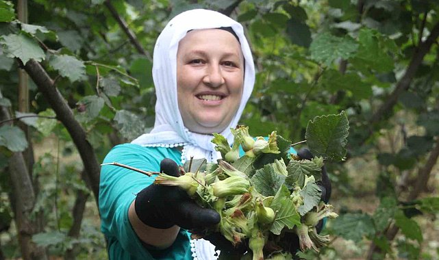 'Yeşil altın' fındıkta ilk hasat başladı