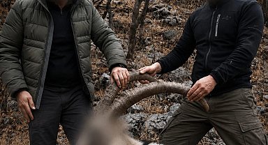 6 yıl önceki kaçak avın failleri tespit edildi! 5 yaban keçisi için ceza uygulandı