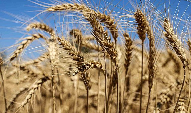 60 dönüm araziyle üretime başladı, şimdi ise 500 dönüme çıktı