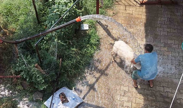 Adana'da 42 derece sıcaklıkta koyunları buzlu ve soğuk suyla serinletme