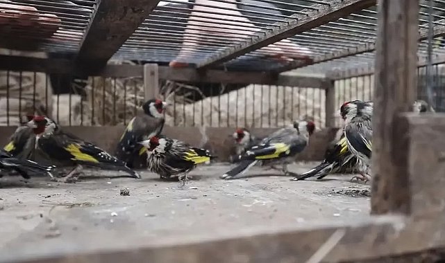 Adana'da saka kuşlarını kaçak avlayan kişiye 297 bin 608 lira ceza