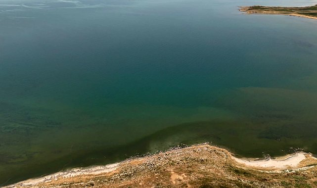 Adilcevaz'da Van Gölü sahili yeşile büründü