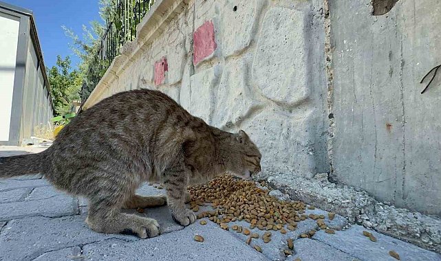 Adıyaman Belediyesi'nden sokak hayvanlarına mama ve su desteği