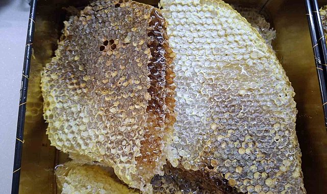 Ağaç gövdesinden kilolarca bal çıktı