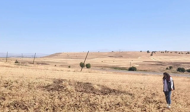 Ağın'da tüylü nohut hasadı devam ediyor