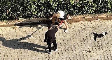 Ağızlıksız gezdirilen Pitbull kediyi parçaladı: Sahibi 'polisi aramayın' diye yalvardı