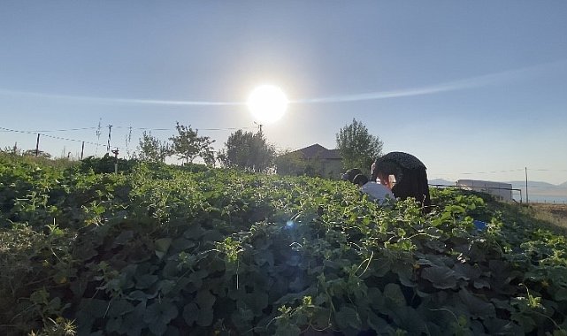Ağrı'da bostanların bereketi kışa taşınıyor