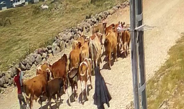 Ağrı'da çalınan 22 büyükbaş hayvandan 15'i bulundu