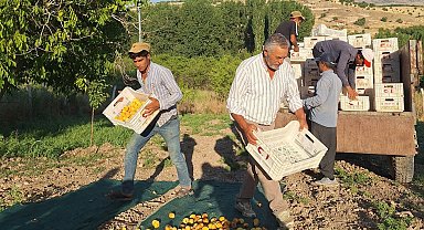 Akçadağ Ziraat Odası Başkanı İnal'dan kayısı fiyatları için TMO çağrısı