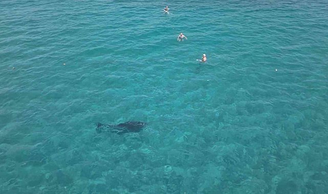 Alanya'da kıyıya yaklaşan yunus turistlerle yüzdü