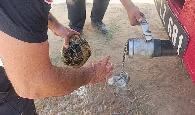 Alevlerden korunmak için kendini toprağa gömmeye çalışan kaplumbağayı ekipler kurtardı