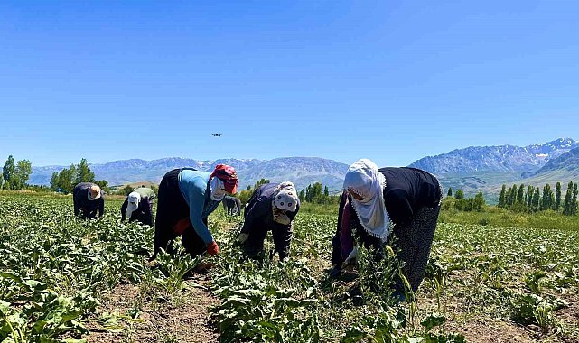 Alın teri 40 derecede toprağa karışıyor