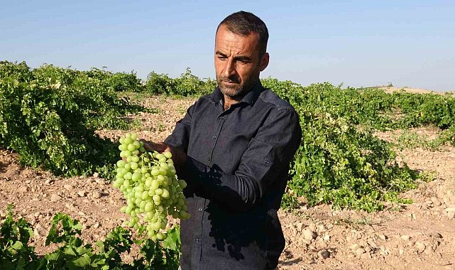 Anadolu'nun Unutulan Lezzeti "tahannebi" üzümü Malatya'da yeniden ekonomiye kazandırılıyor