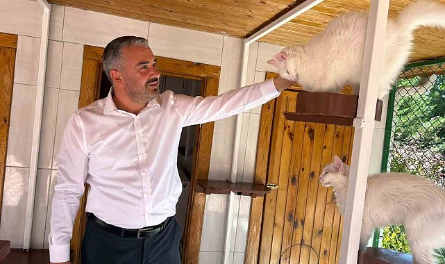 Ankara kedileri 27 ülkede 7 gün 24 saat canlı izlenebiliyor