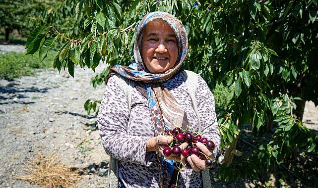 Ankara'da geçen yıl don vuran kiraz bahçelerinde bu yıl 80 tonluk rekolte bekleniyor