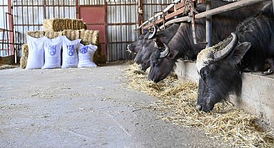 Ankara'da manda yetiştiricilerine ücretsiz yem desteği