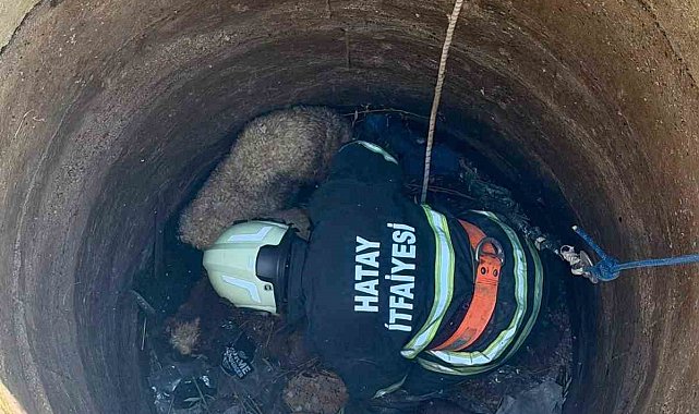 Antakya'da kuyuya düşen 2 koyun kurtarıldı