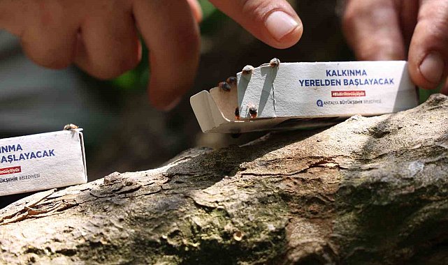 Antalya Büyükşehir'den 800 dekarlık arazi için çiftçilere faydalı böcek dağıtımı