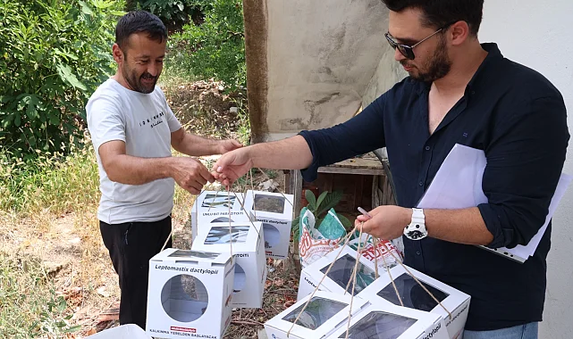Antalya'da 800 dekar araziye faydalı böcek desteği