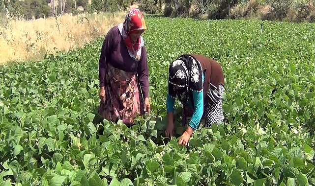 Aracı yok, doğallık var: Çiftçi hem üretiyor hem satıyor
