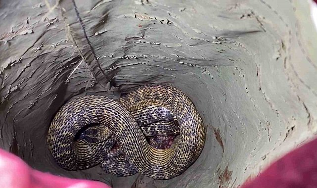 Aracının motorunda yılanı gören sürücü soluğu itfaiyede aldı