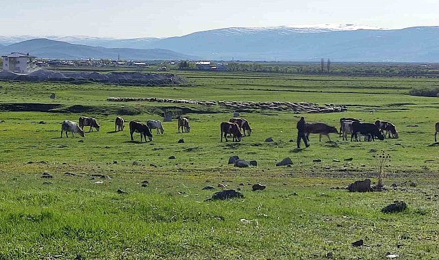 Ardahan'da Kuduz alarmı: Bölge karantinaya alındı