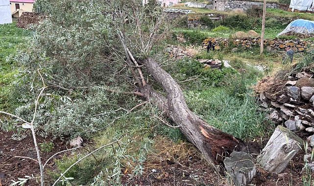 Ardahan'da şiddetli fırtına ağaçları kökünden söktü