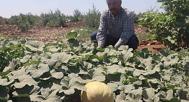 Asırlık tatlar sofralara gelmeye başladı
