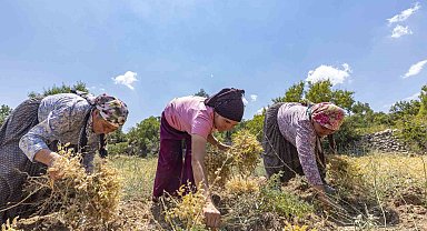 Atalık tohum desteğiyle nohut üretimi yeniden canlanıyor